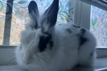 what do you think he’s mixed with?