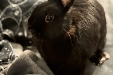 La boi Onyx