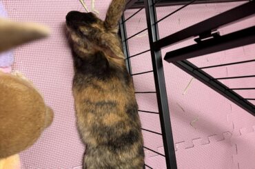 Bunny Flop