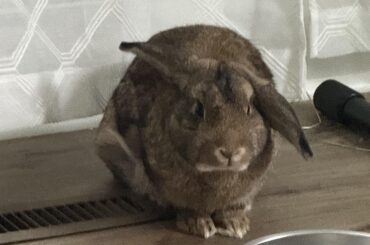 Bunny hormones!