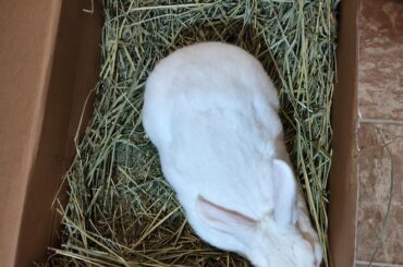 9 pound babbit in his 10 pound hay box