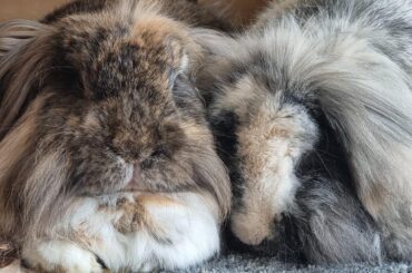 11 days since my bunnies completed their lives so I had a go at writing them a poem in honour of their lives