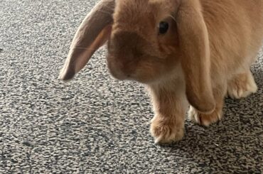 Meet Fudge