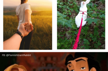 I’d rather have the rabbit