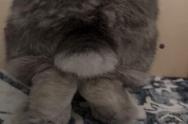 Baby George’s bunny butt
