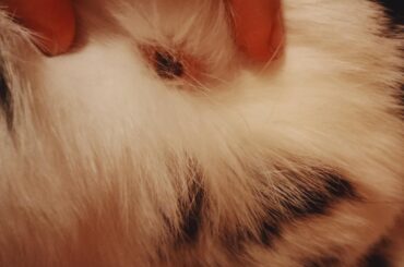 It it normal for bunny to have this?