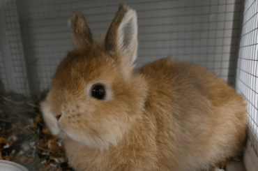pellet preference + bun tax pic