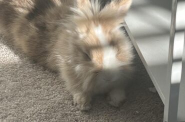 I’m going off to college next autumn and I have no clue what to do with my bunny