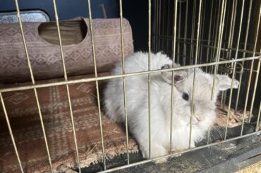 He is very upset about being put in the pen until his neuter
