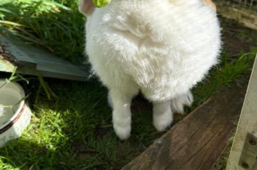 Advice on lump on my 6-year-old bunny’s neck
