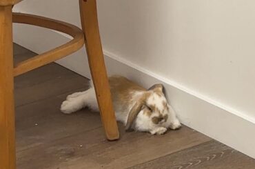 Best Practices for Holland Lop?