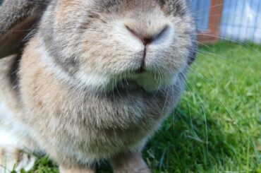 nibbles just wants to tell you to stop confusing her name as nipples because it makes her angy