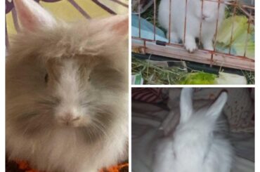 Looking for homes for these three