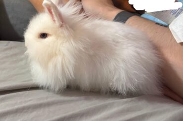 Got my first bunny today and he seems to really like me petting him and even gives me little licks
