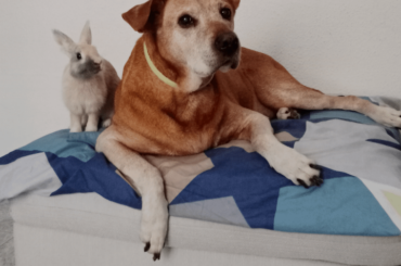 Gacho and Weasley