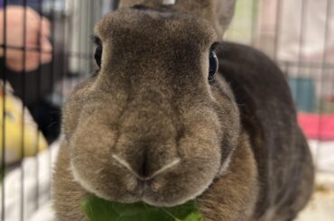 Tonight is Charlotte’s last night in the shelter! Can’t wait to taker her home 🤗🐰❤️
