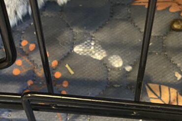 Does anyone know what this is?