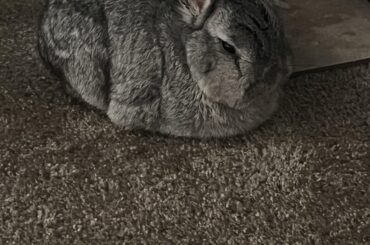 Rabbit is Aging too Rapidly?