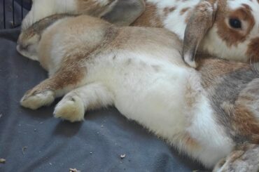 Bunnies started fighting