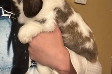 Vet questions