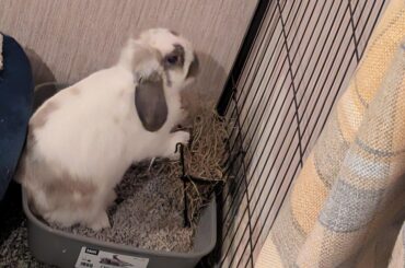 Happy bun