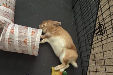 All tuckered out