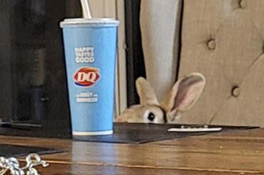 He wants a sip
