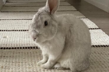 Otto