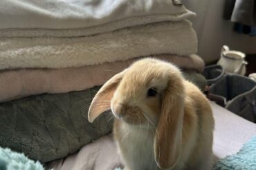 Mini Lop Bunny Rabbit