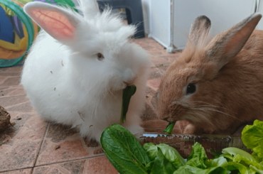 First time bunny owner have some questions