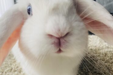 Playtime Ba-boh! 🐰🐰