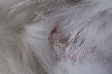 Bunny spay insicion after 10 days?