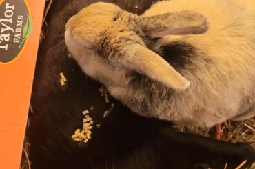 Feeding in the nap box