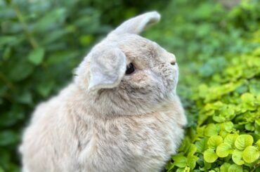 Rabbit ID