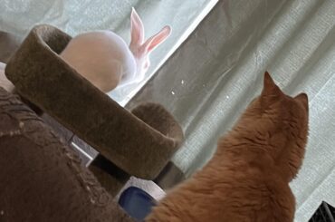 Potty preference