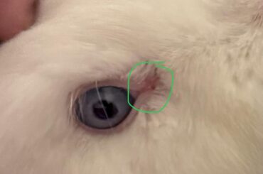 Bunnies eye is red in the corner?