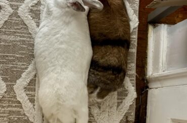 A Tale of Two Lengths