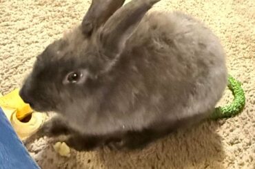 Rabbit Breed