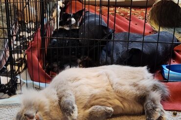 Massive Flop