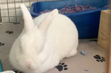 Is it okay to bathe my rabbit?