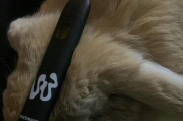 benji with a vape on his head