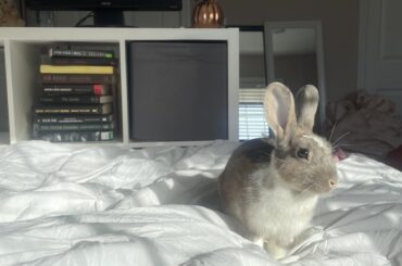 update on found bunny