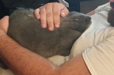 For a moment i assumed my bunny could speak english
