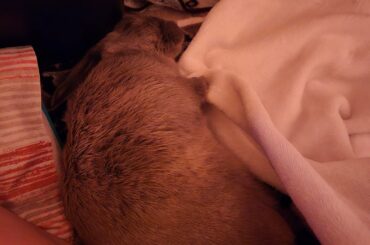 we are literally inseparable, flopped right by my pillow as he always does for sum good good cuddles 🩶