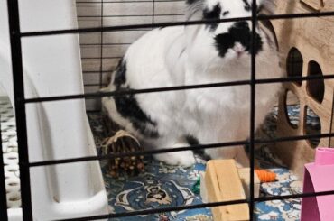 A brand new bun