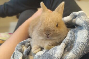 bunny always still when she's at my lap