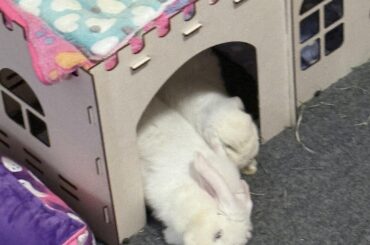 Do bunnies necessarily NEED veggies?