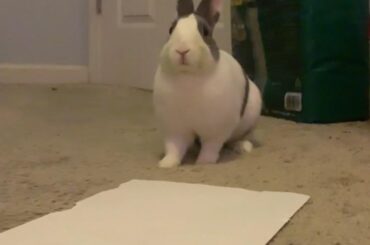 Okay so basically i learned rabbits are insane so whats the craziest thing your rabbit ate?