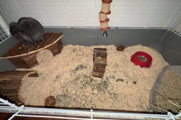 Rate his cage