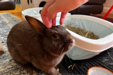 Rehomed through Reddit: One Year of Danny